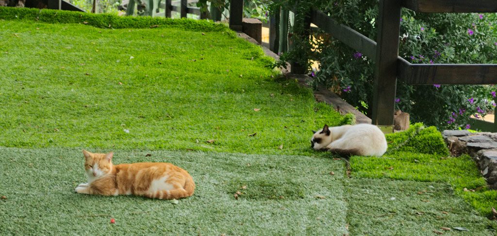 how to keep cats out of your yard like these two