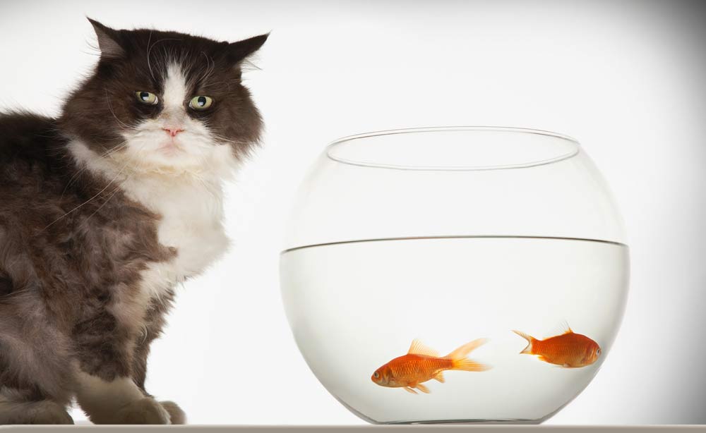 Cat at fish bowl