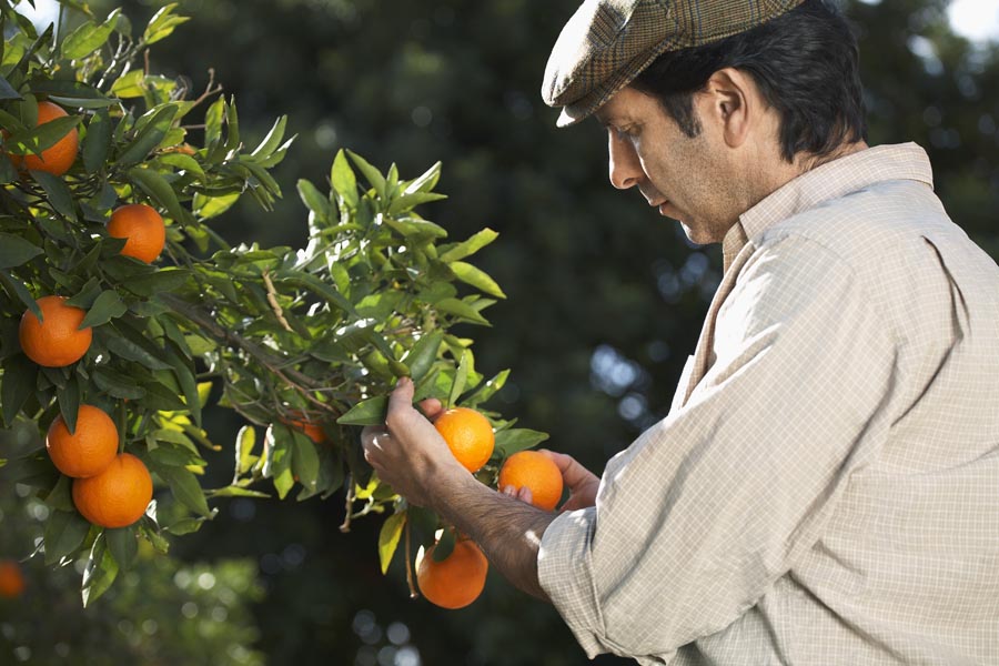 Farmer looking at oranges on tree