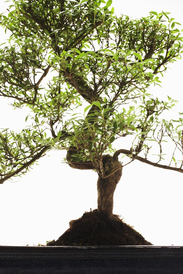 Close up of Bonsai tree