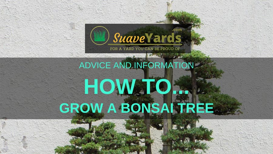 How to grow a bonsai tree header