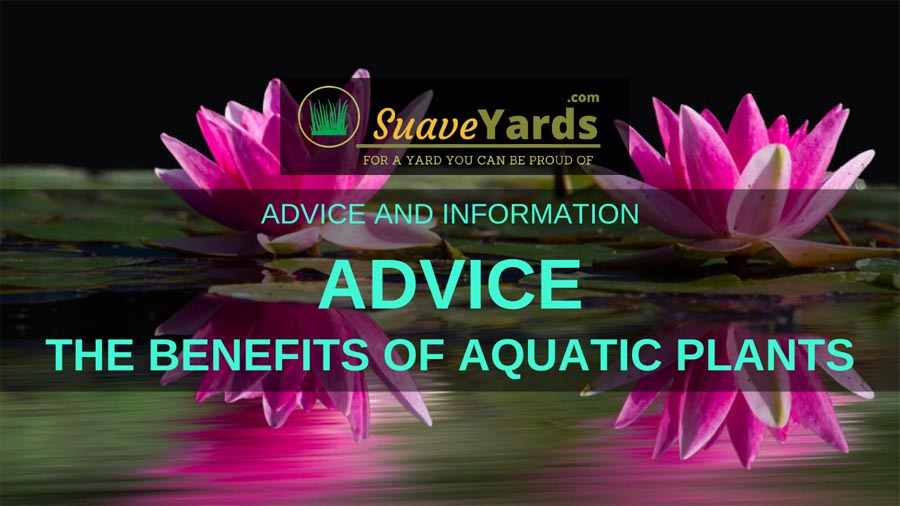 Benefits of Aquatic Plants header