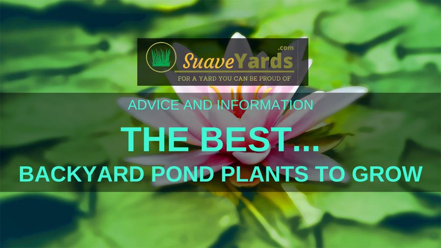Best Backyard Pond Plant Header