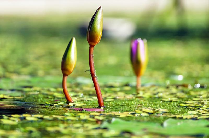 Buds on water surface