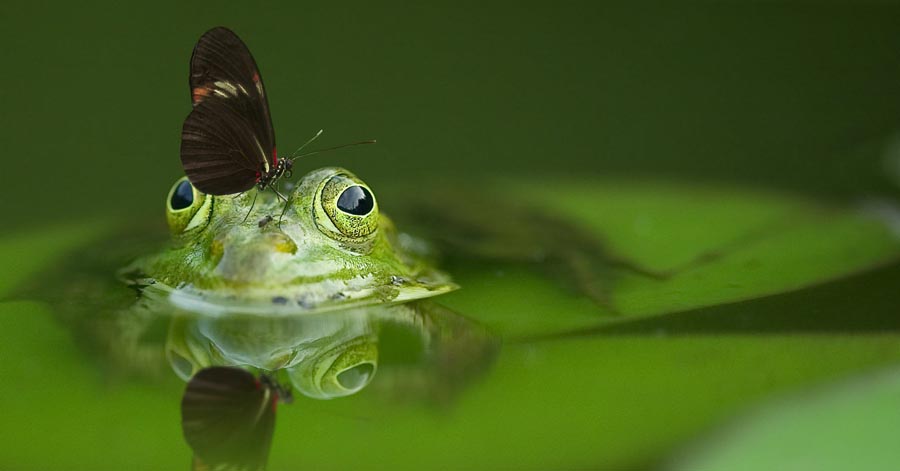 Frog in pond, with insect on head