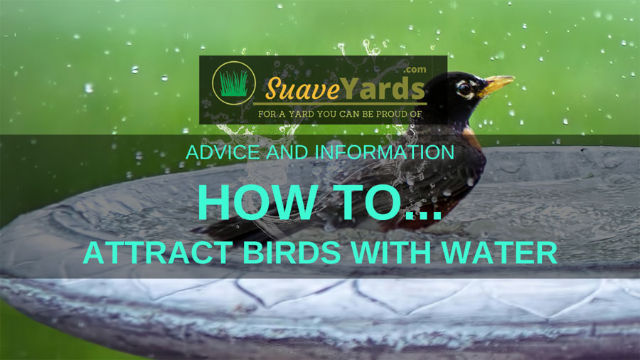 How to attract birds with water header