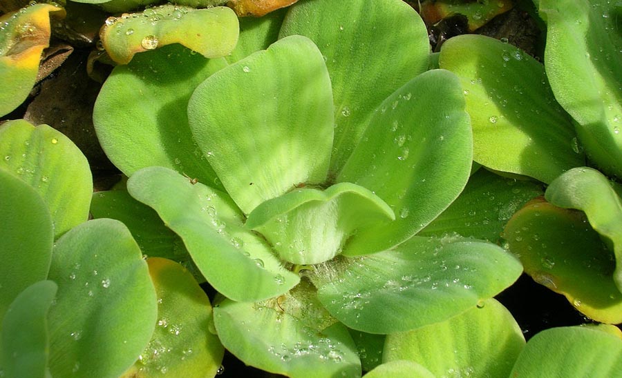 Water lettuce close up