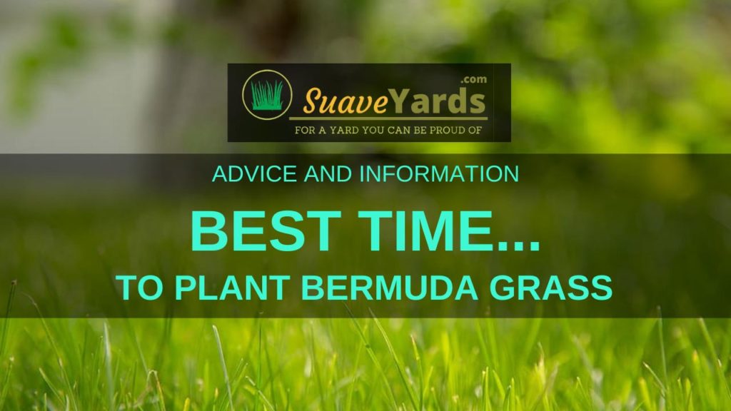 Best time to plant Bermuda Grass header