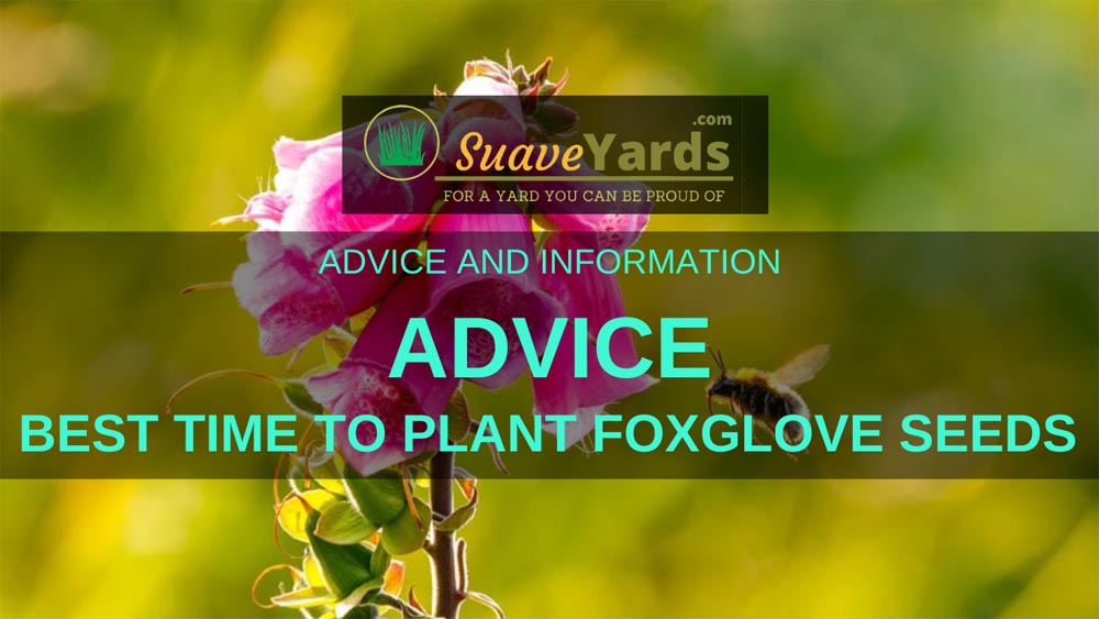 Best time to plant foxglove seeds