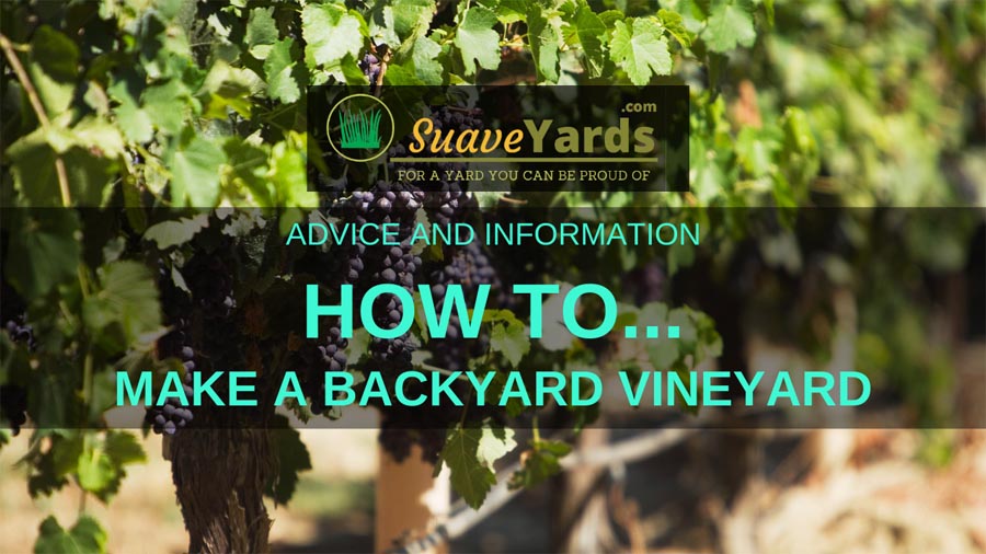 How to make a backyard vineyard header