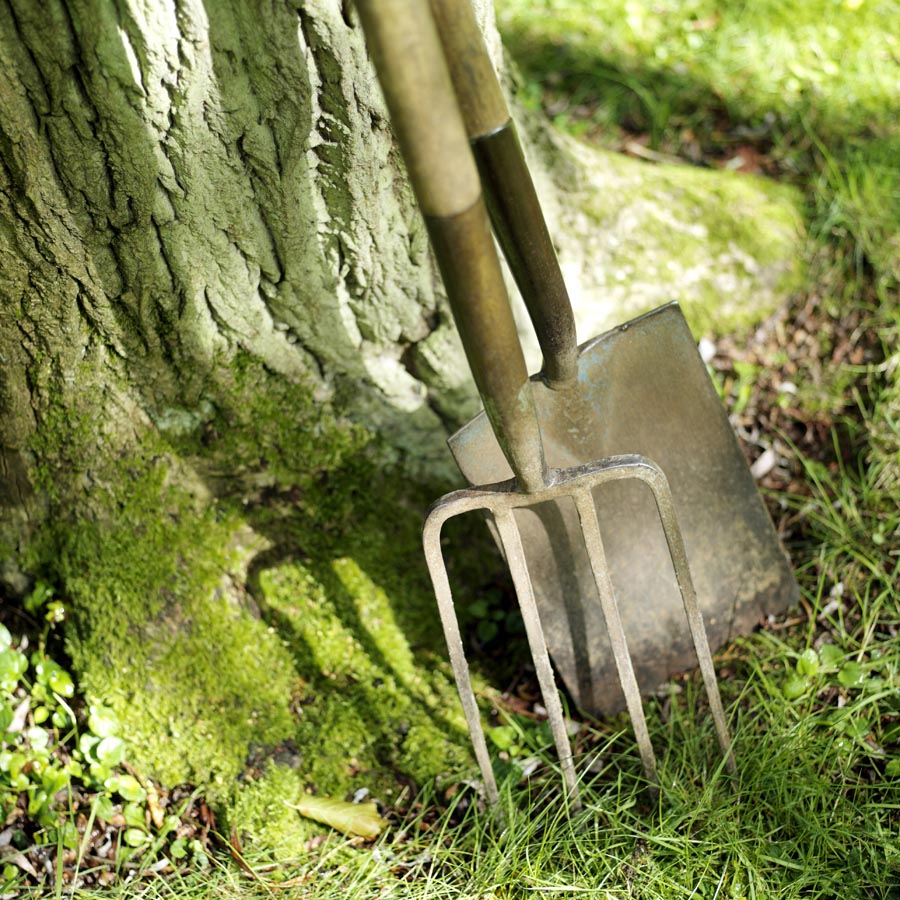 Spade and fork resting against tree
