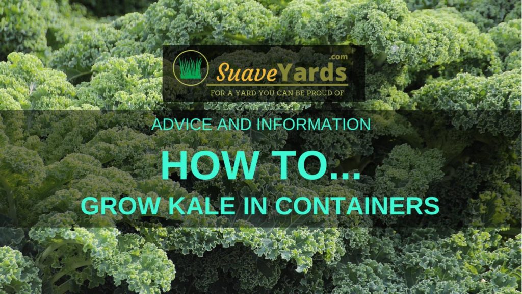 How to grow kale in containers