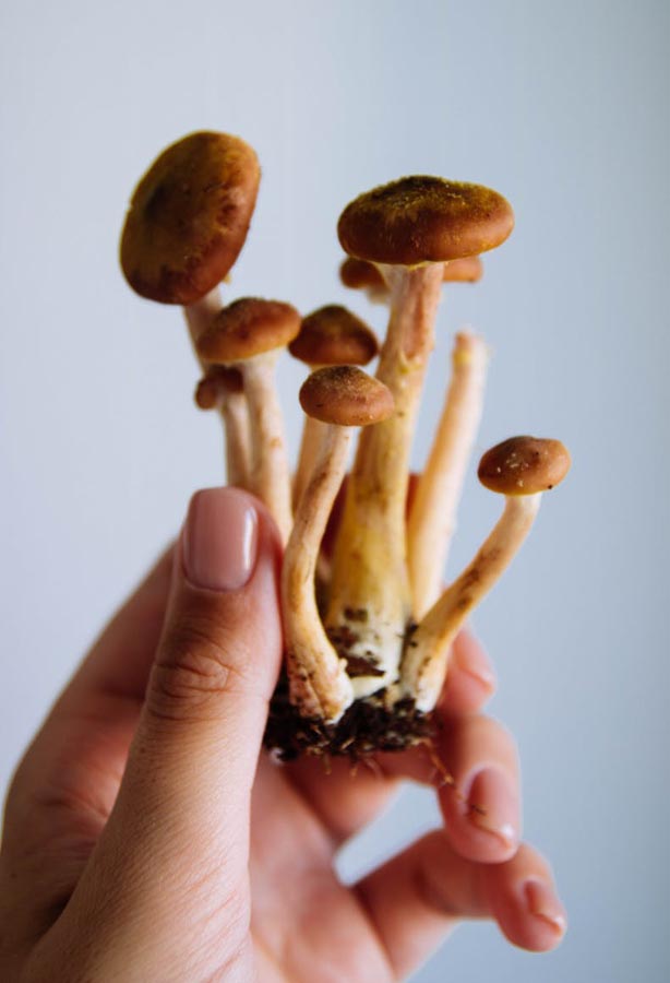 Person holding mushrooms