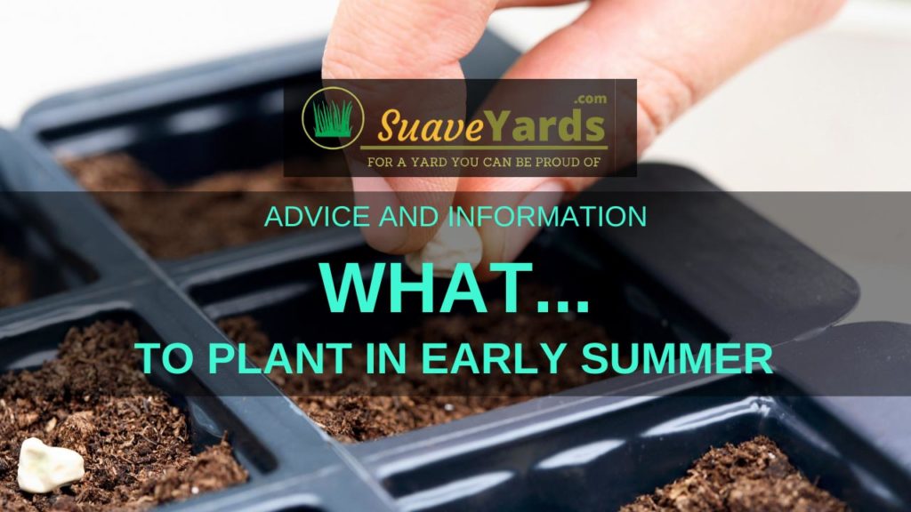 What to plant in early summer