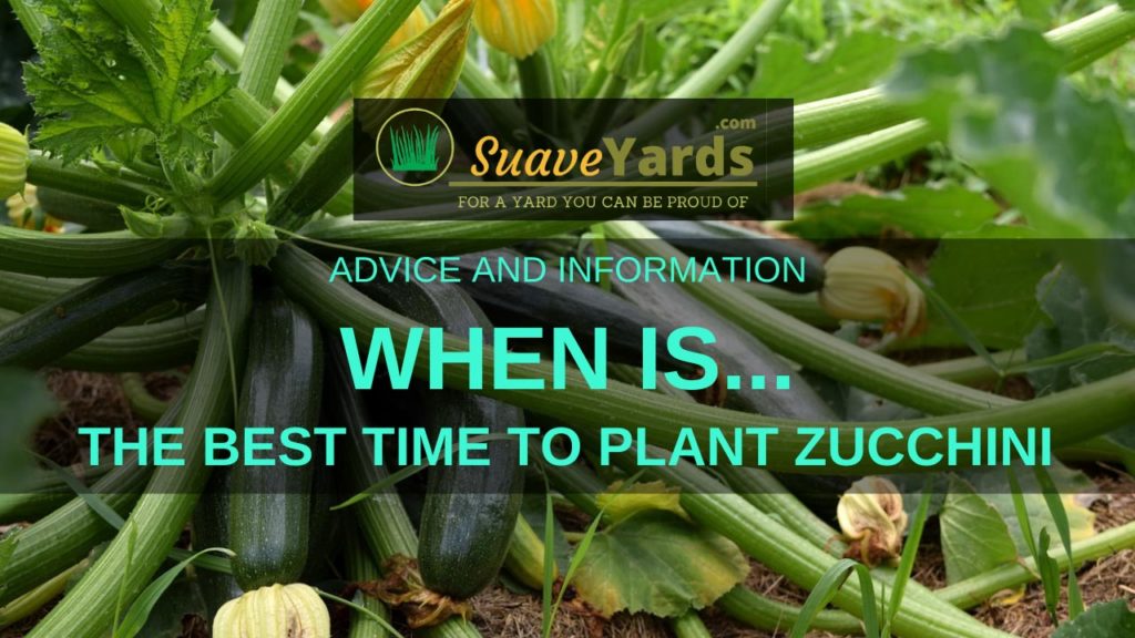 When is the best time to plant zucchini
