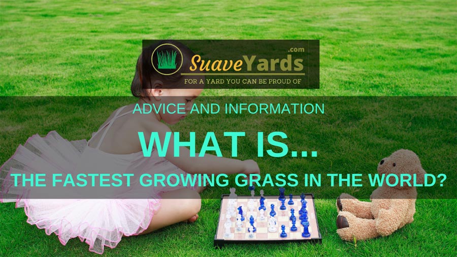 What is the fastest growing grass in the world