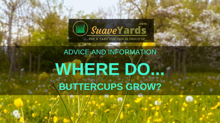 Where do buttercups grow