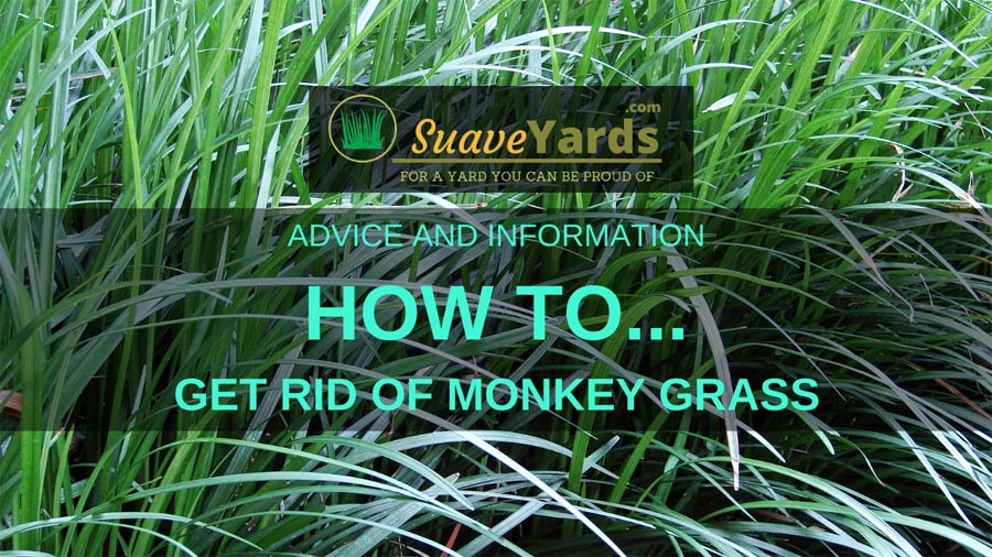 How to get rid of monkey grass header