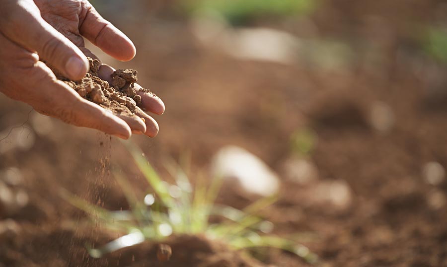 Man holding soil, close-up of hand
