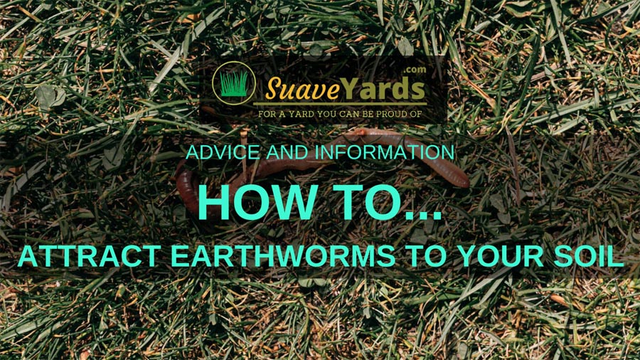 How to attract earthworms
