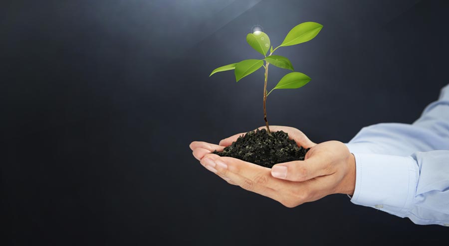 Person holding plant in soil in hands