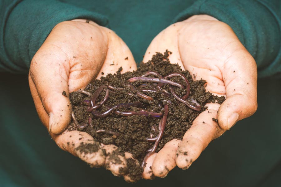 Man holding soil with worms in it