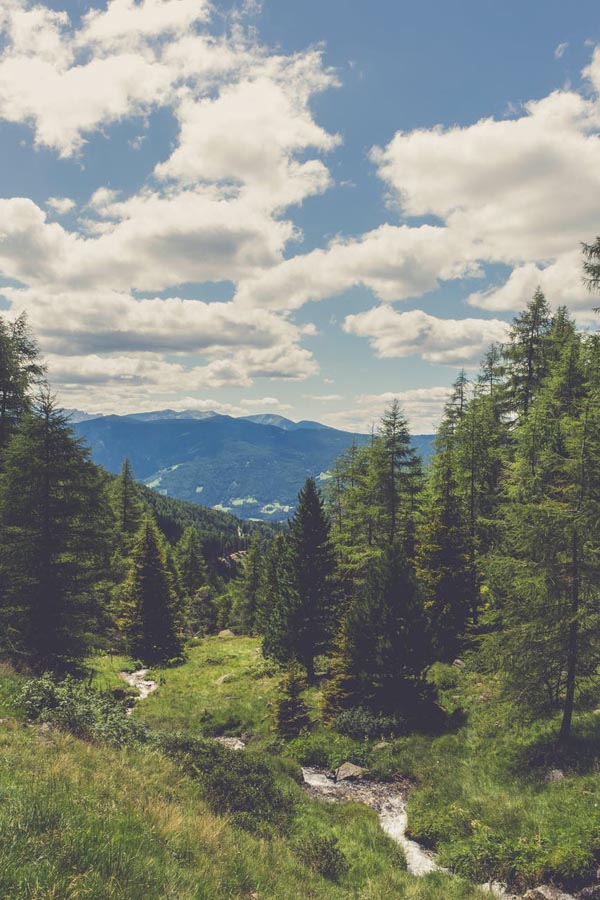 Conifer trees in scenic landscape