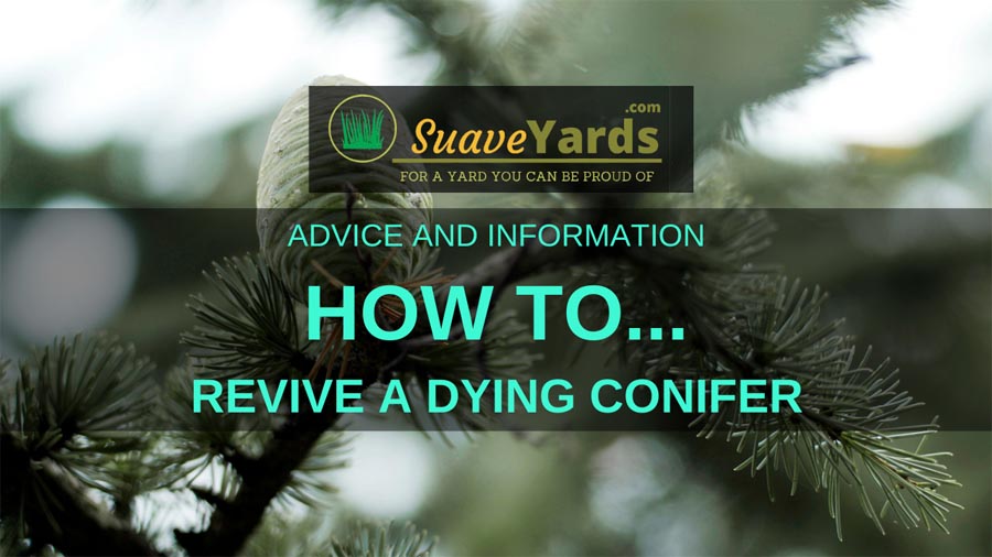 How to revive a dying conifer