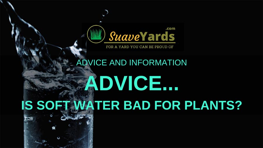 Is soft water bad for plants small