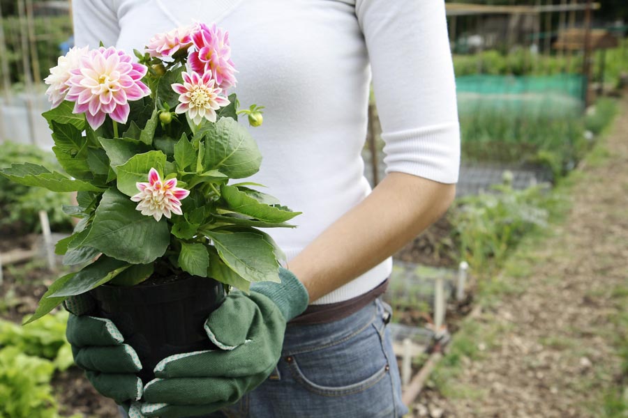 Lady wearing gardening gloves and holding plant