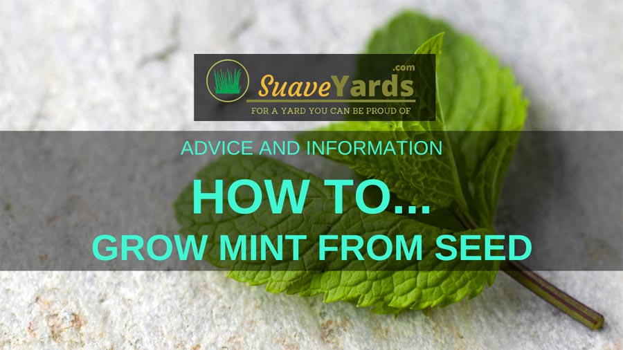 How to grow mint from seed