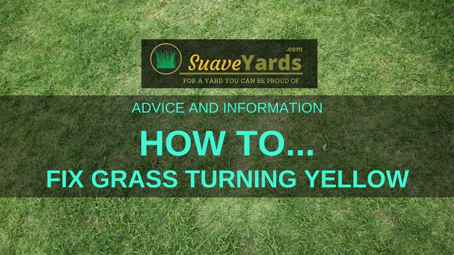 How to fix grass turning yellow