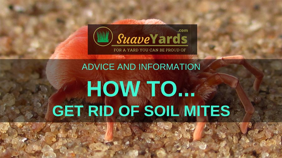 How to get rid of soil mites