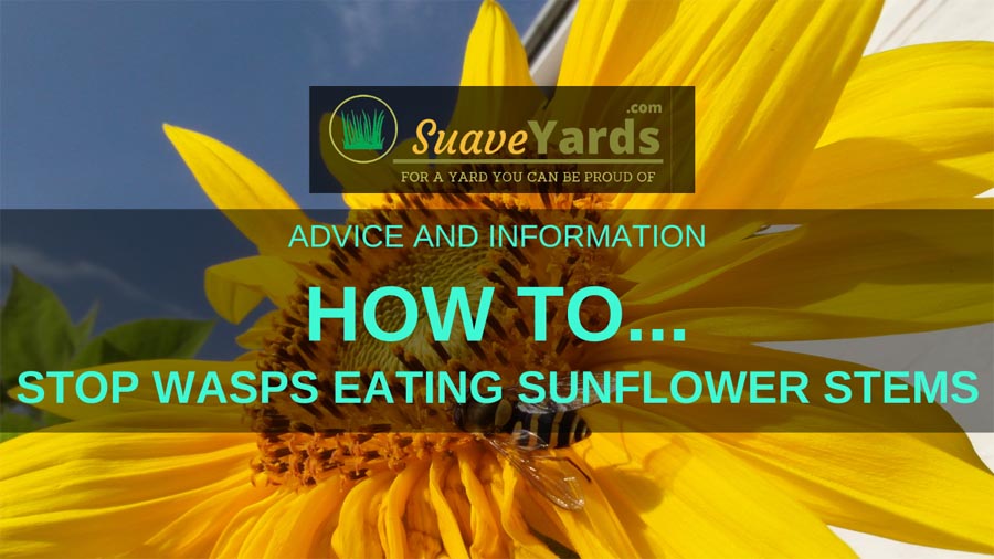 How to stop wasps eating sunflowers