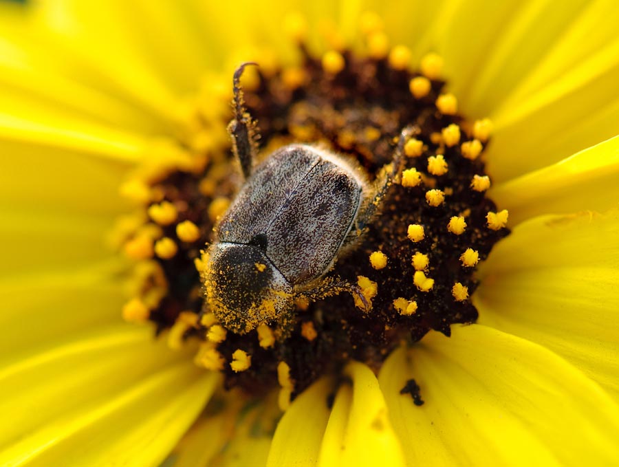 Beetle on sunflower