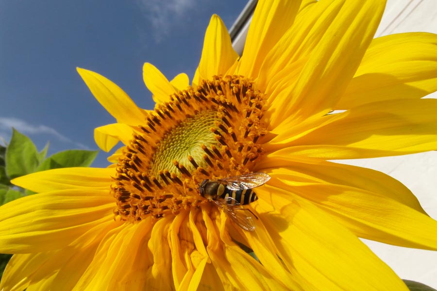 Wasp on sunflower