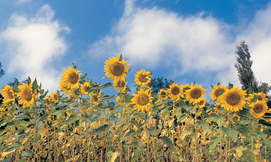 Sunflowers with blue sky behind