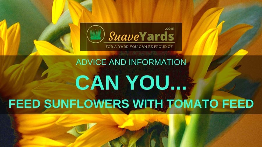 Can you feed sunflowers tomato feed header