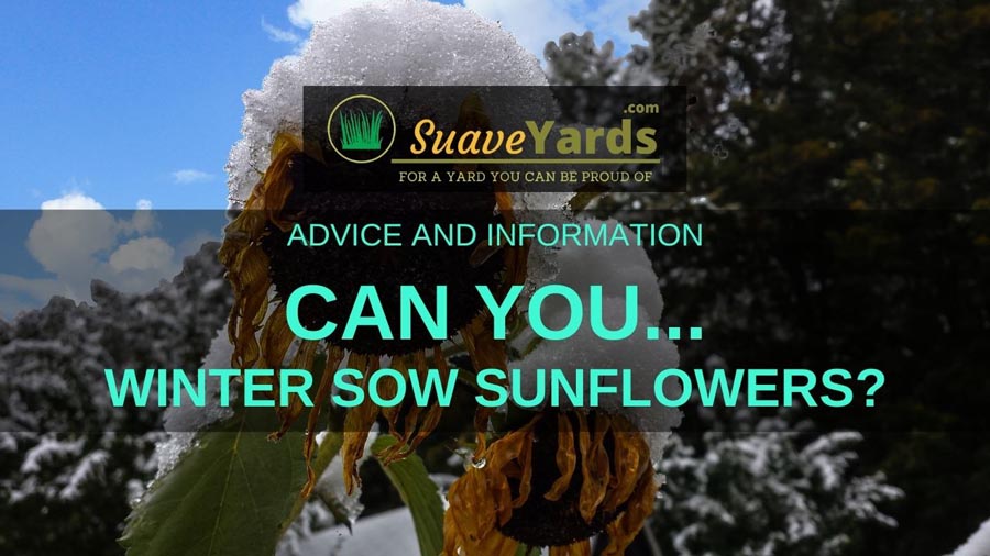 Can you winter sow sunflower seeds