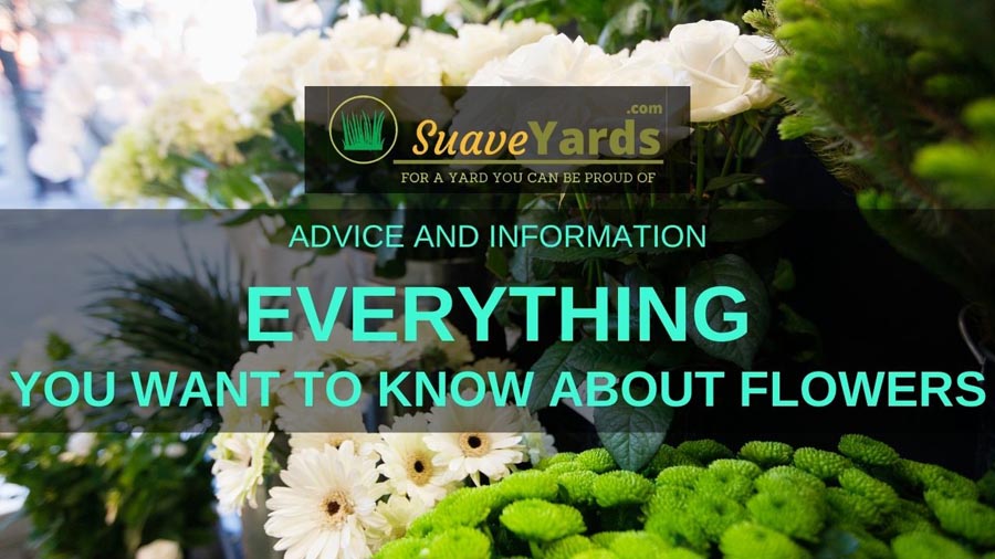 Everything you want to know about flowers header