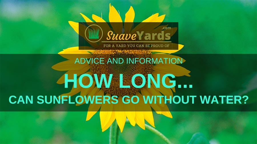 How long can sunflowers go without water
