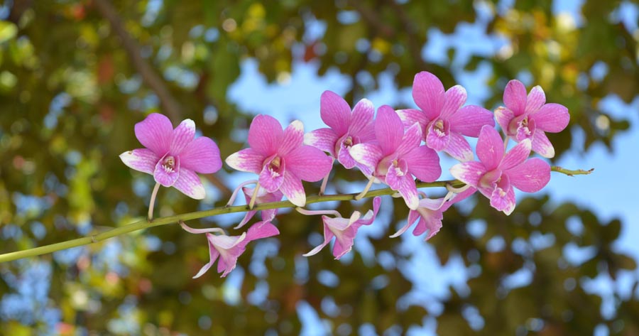 Orchids on stem