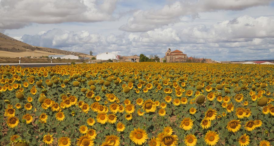 Sunflower field in Spain