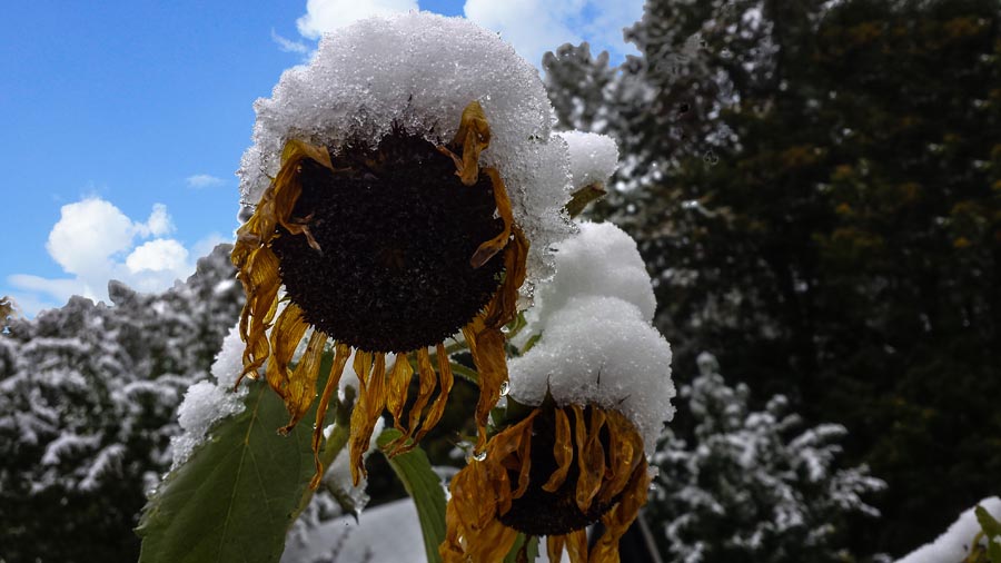 Sunflower in winter with snow on