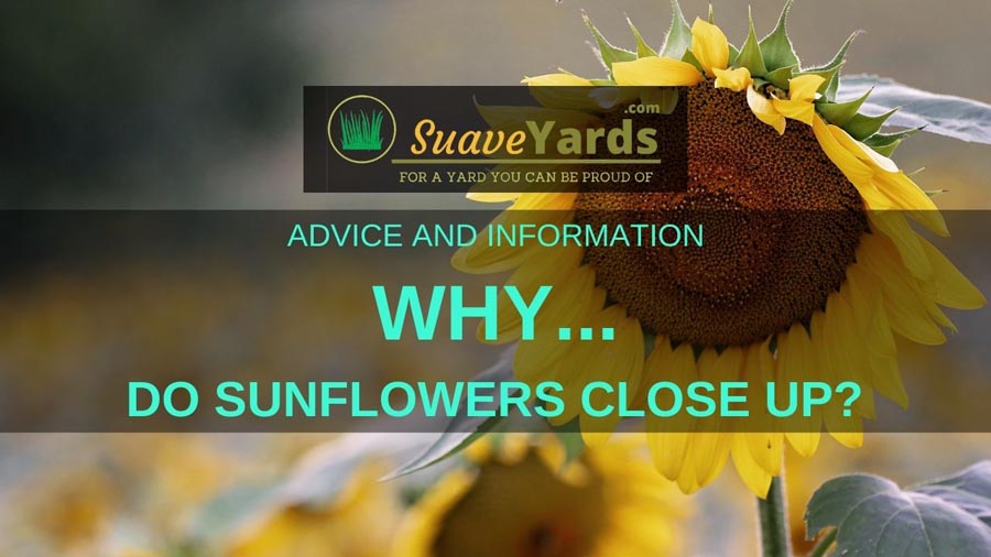 Why do sunflowers close up