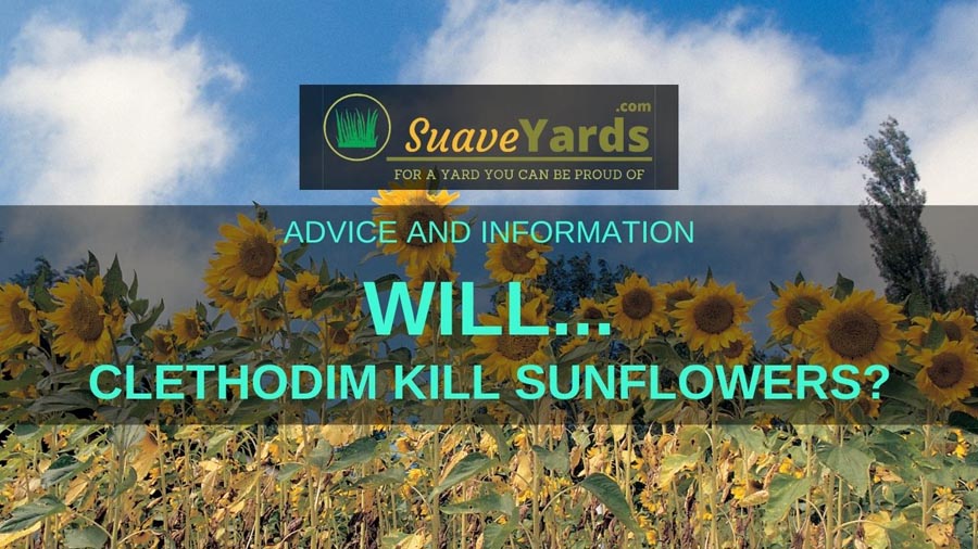Will clethodim kill sunflowers header