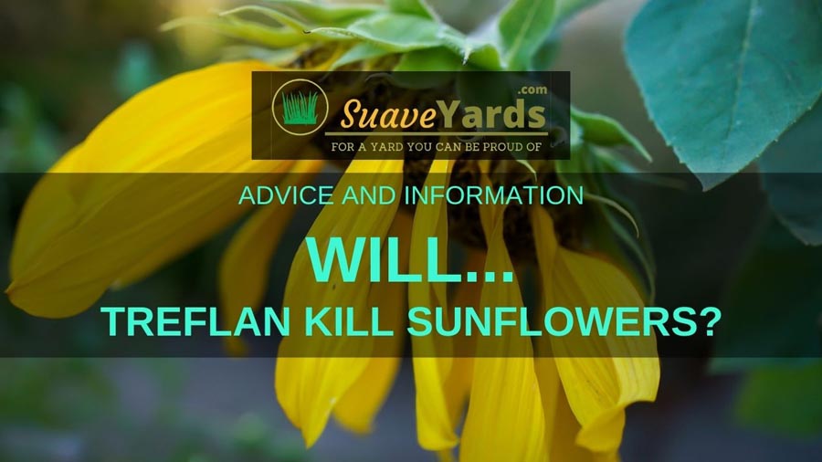 Will treflan kill sunflowers