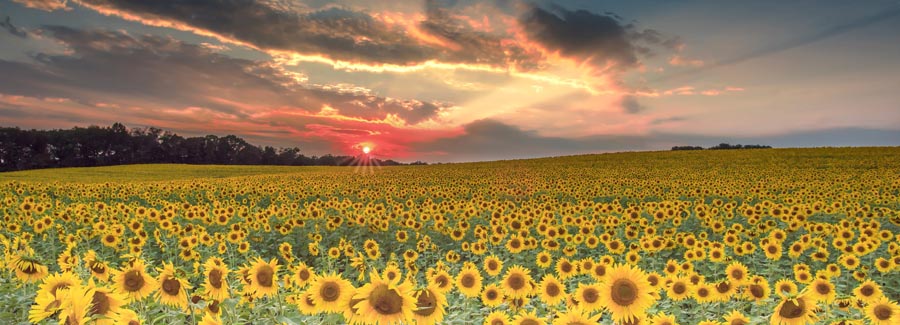 field of sunflowers under dark sky