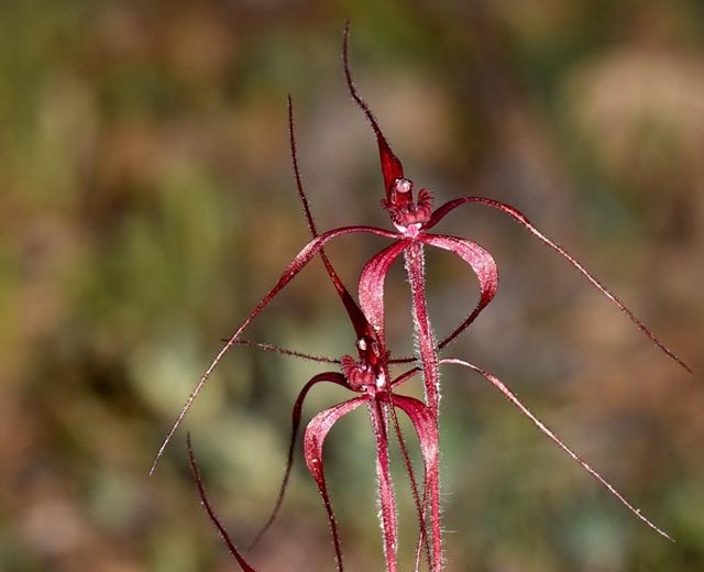 Blood spider orchid