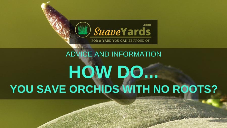 How to save orchids with no roots